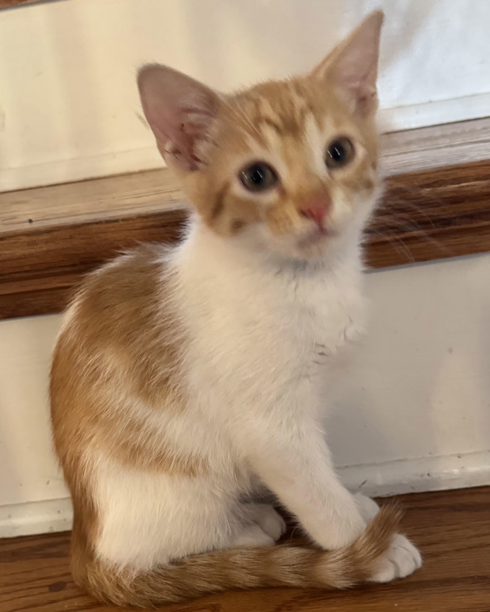 KITTEN CUPID