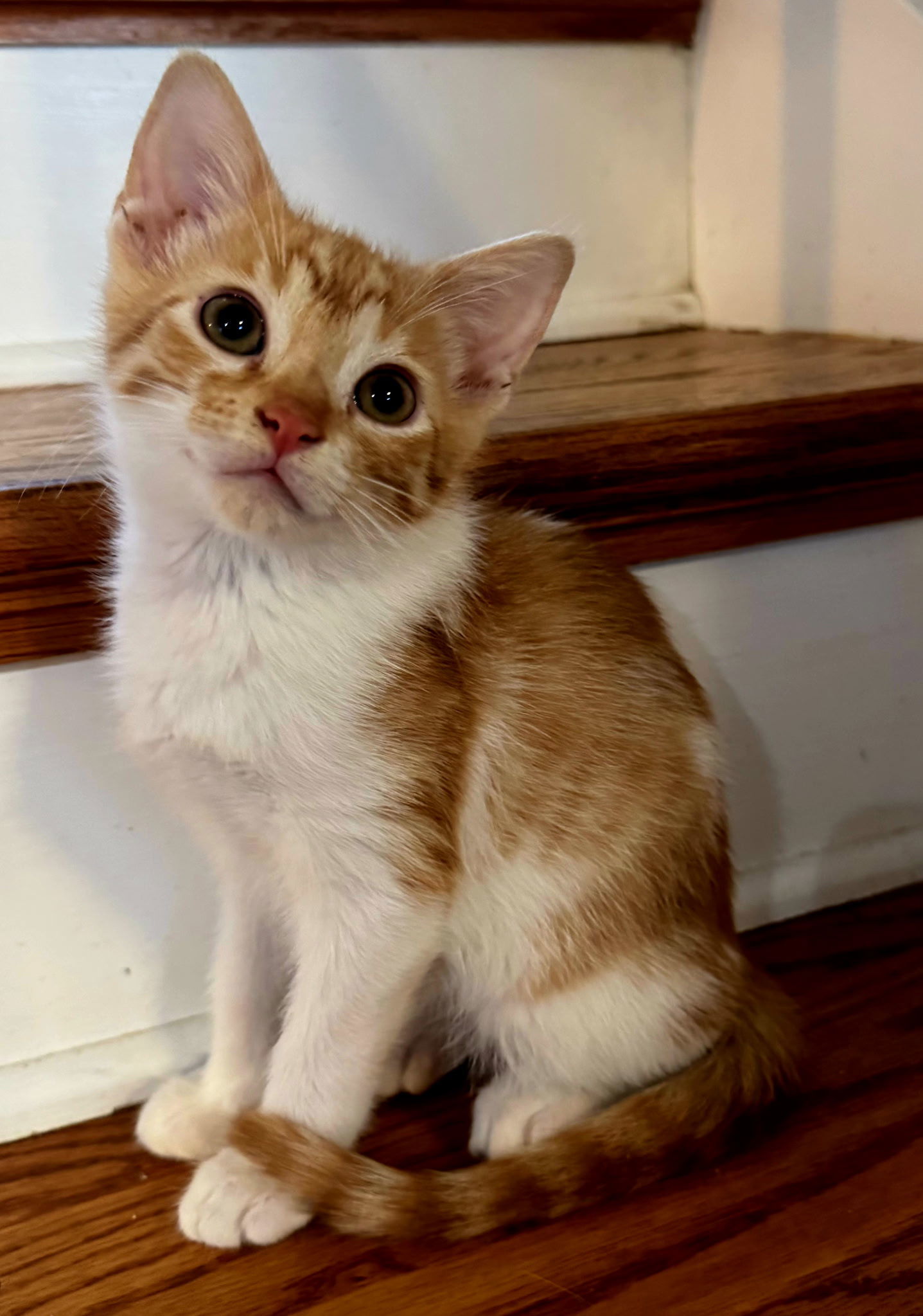 KITTEN CUPID