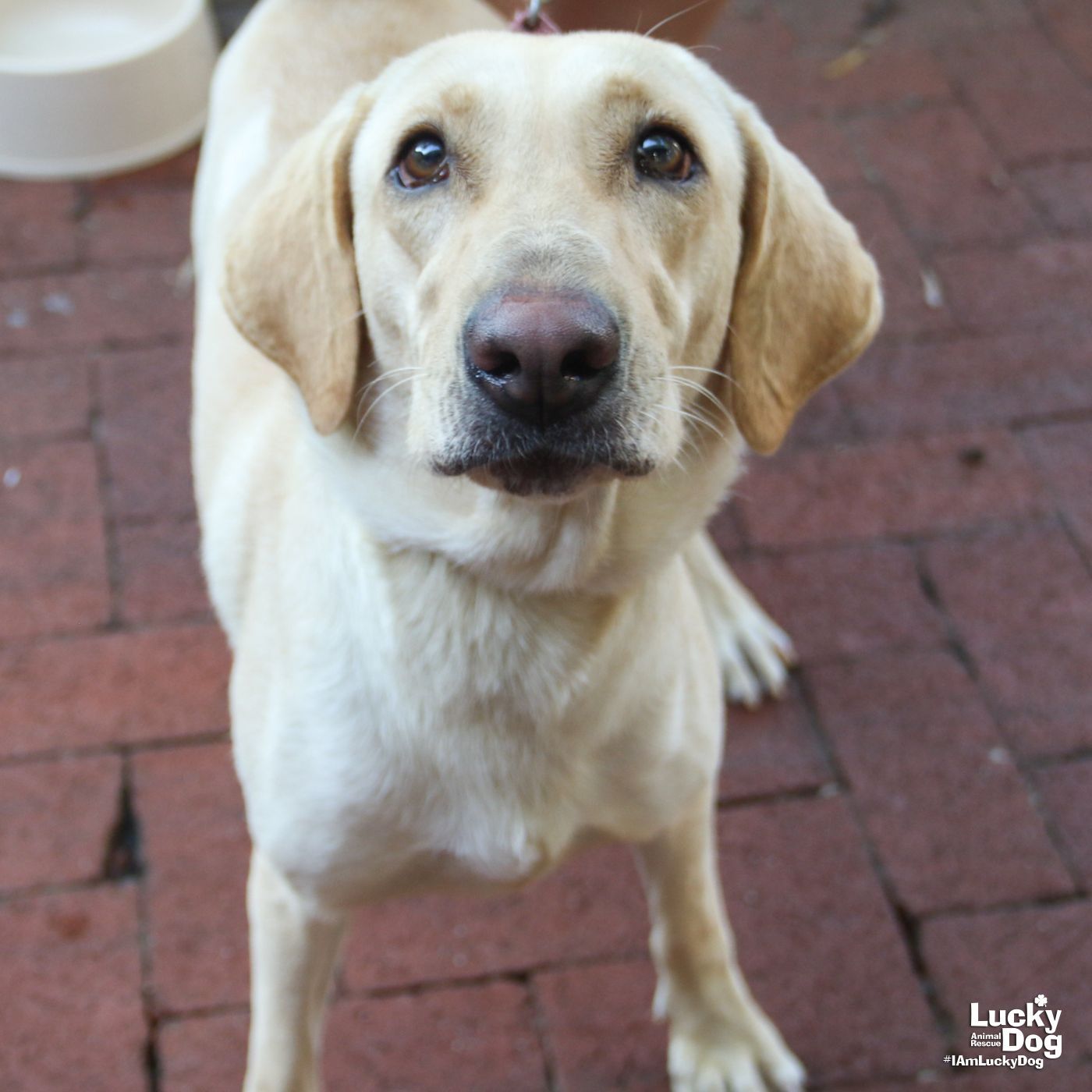 Lila