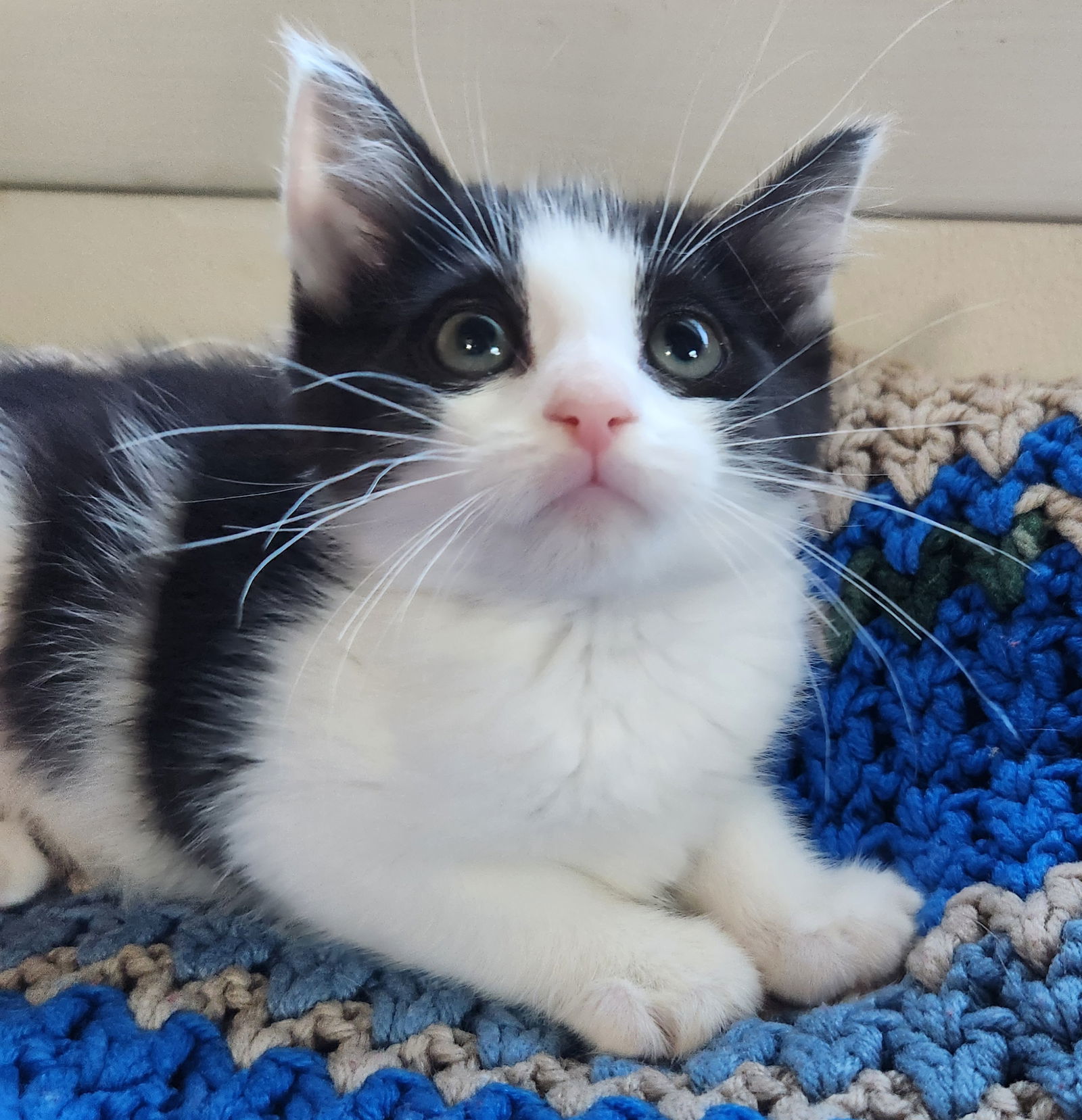 Checkers-Adoption Pending