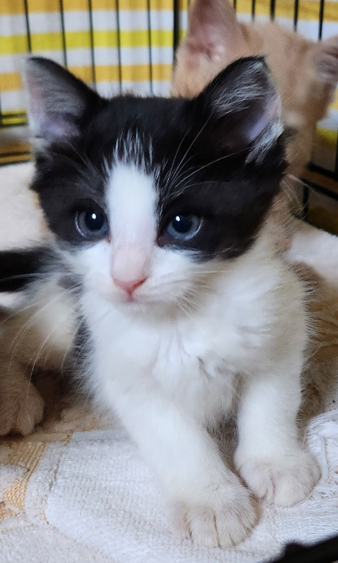 Checkers-Adoption Pending