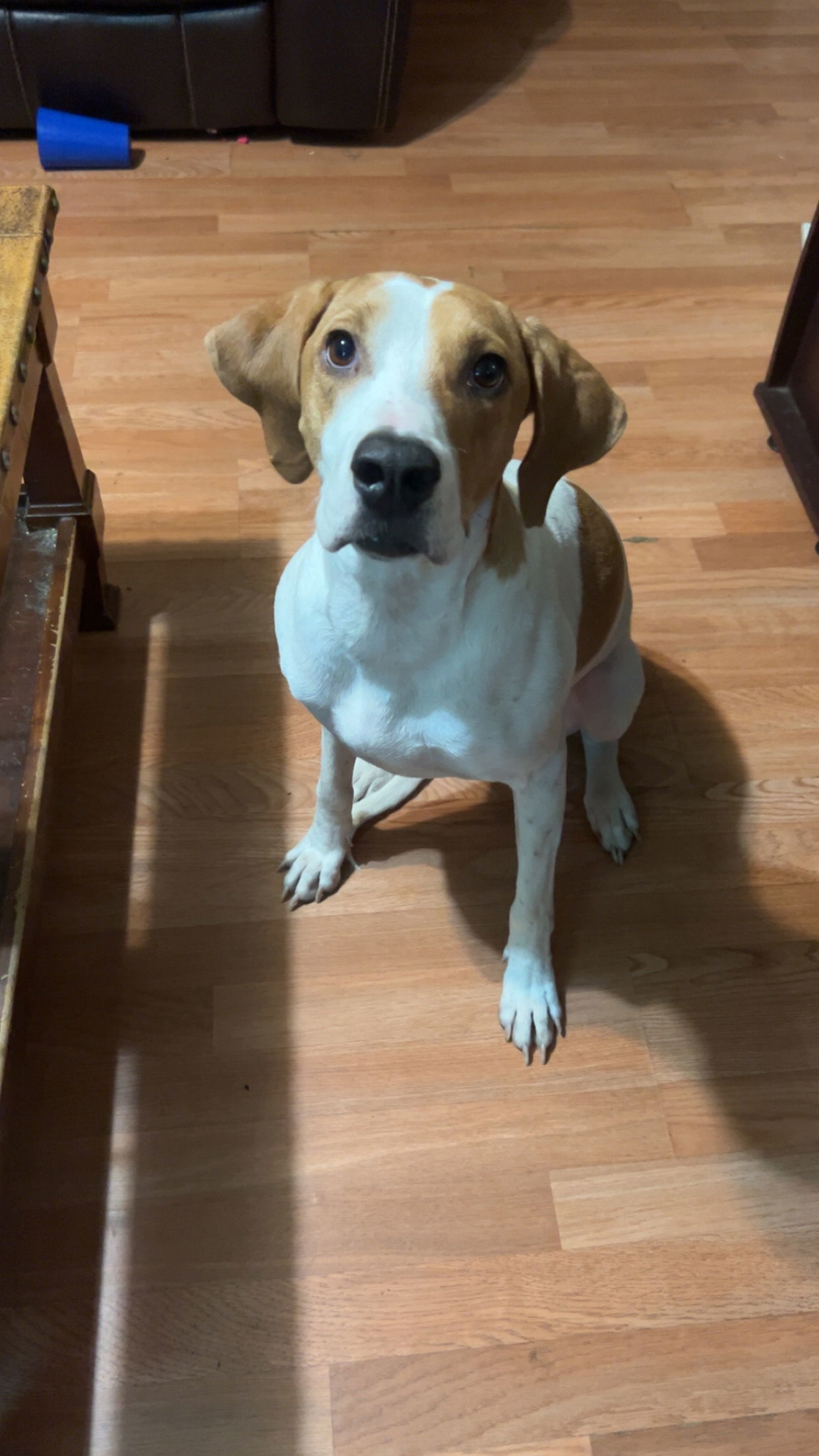 Bailey, an adoptable Coonhound in McArthur, CA, 96056 | Photo Image 1