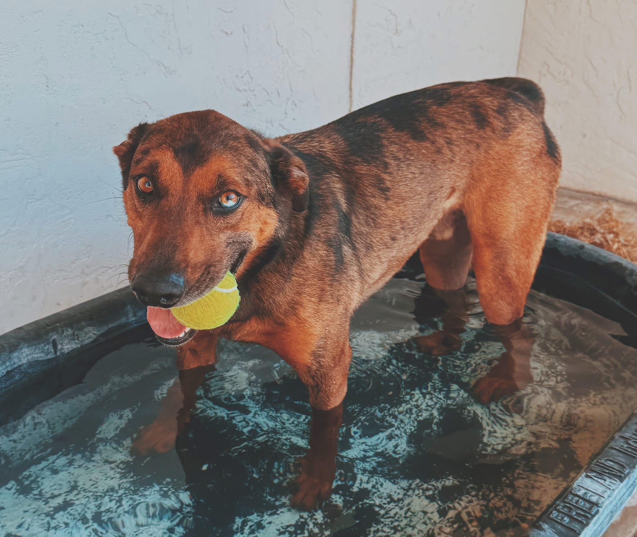 Marshall, an adoptable Catahoula Leopard Dog, Mixed Breed in Hays, KS, 67601 | Photo Image 1