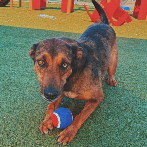 Marshall, an adoptable Catahoula Leopard Dog, Mixed Breed in Hays, KS, 67601 | Photo Image 2