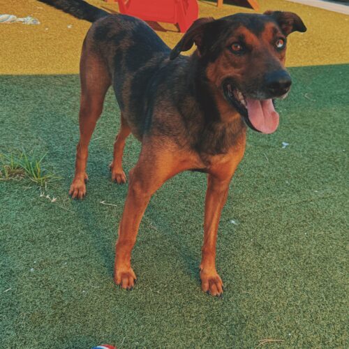 Marshall, an adoptable Catahoula Leopard Dog, Mixed Breed in Hays, KS, 67601 | Photo Image 3