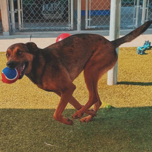 Marshall, an adoptable Catahoula Leopard Dog, Mixed Breed in Hays, KS, 67601 | Photo Image 4
