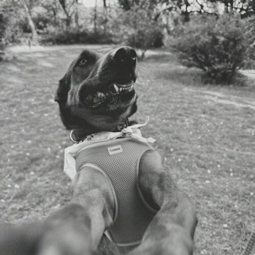 Marshall, an adoptable Catahoula Leopard Dog, Mixed Breed in Hays, KS, 67601 | Photo Image 6