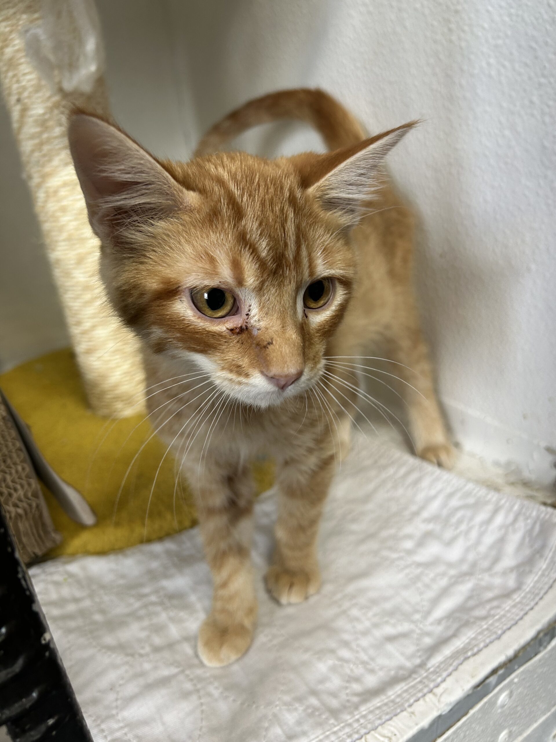 Carrot, an adoptable Domestic Short Hair in Dillon, MT, 59725 | Photo Image 1