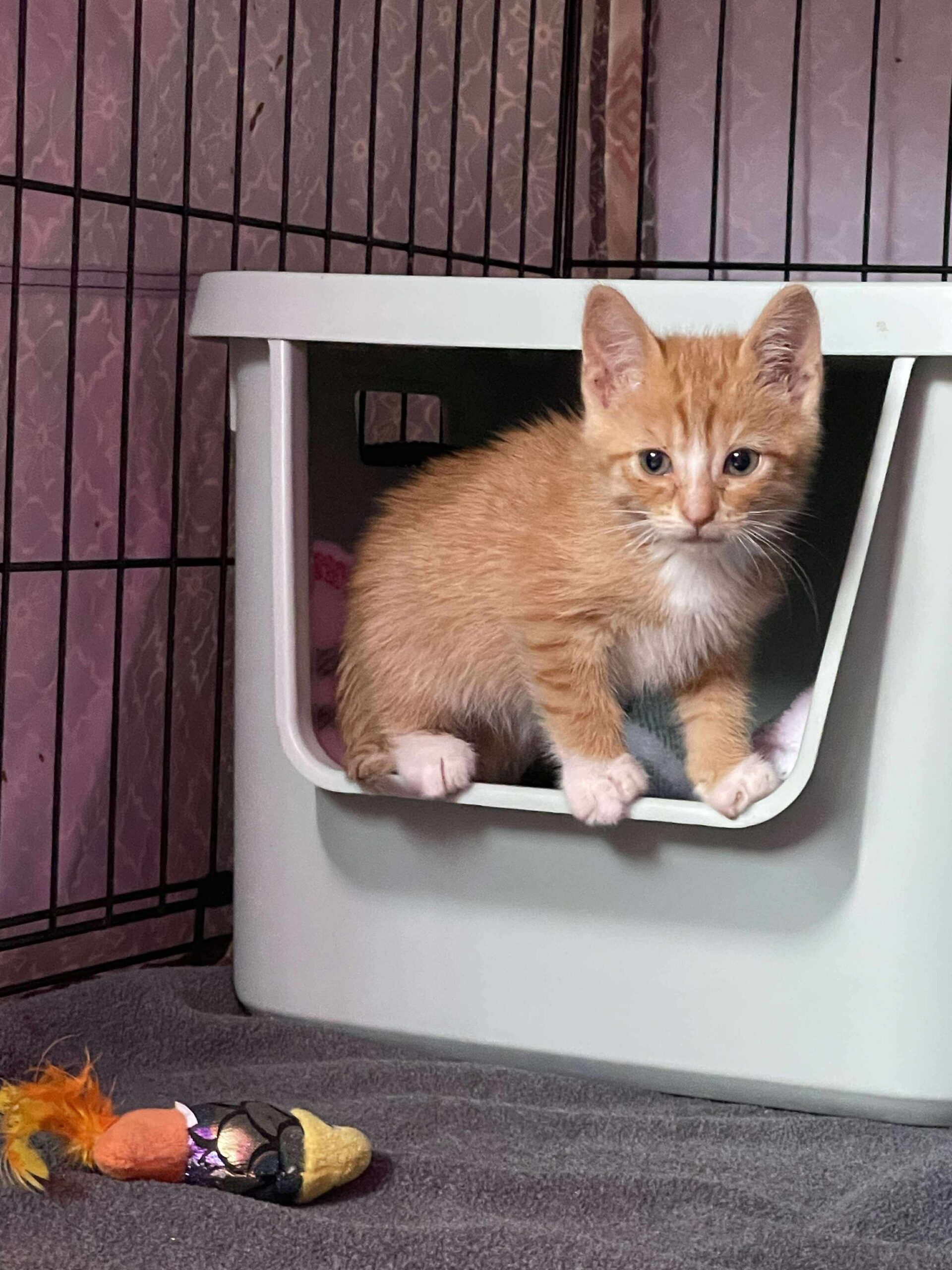 Barbosa, an adoptable Domestic Short Hair in Dillon, MT, 59725 | Photo Image 1