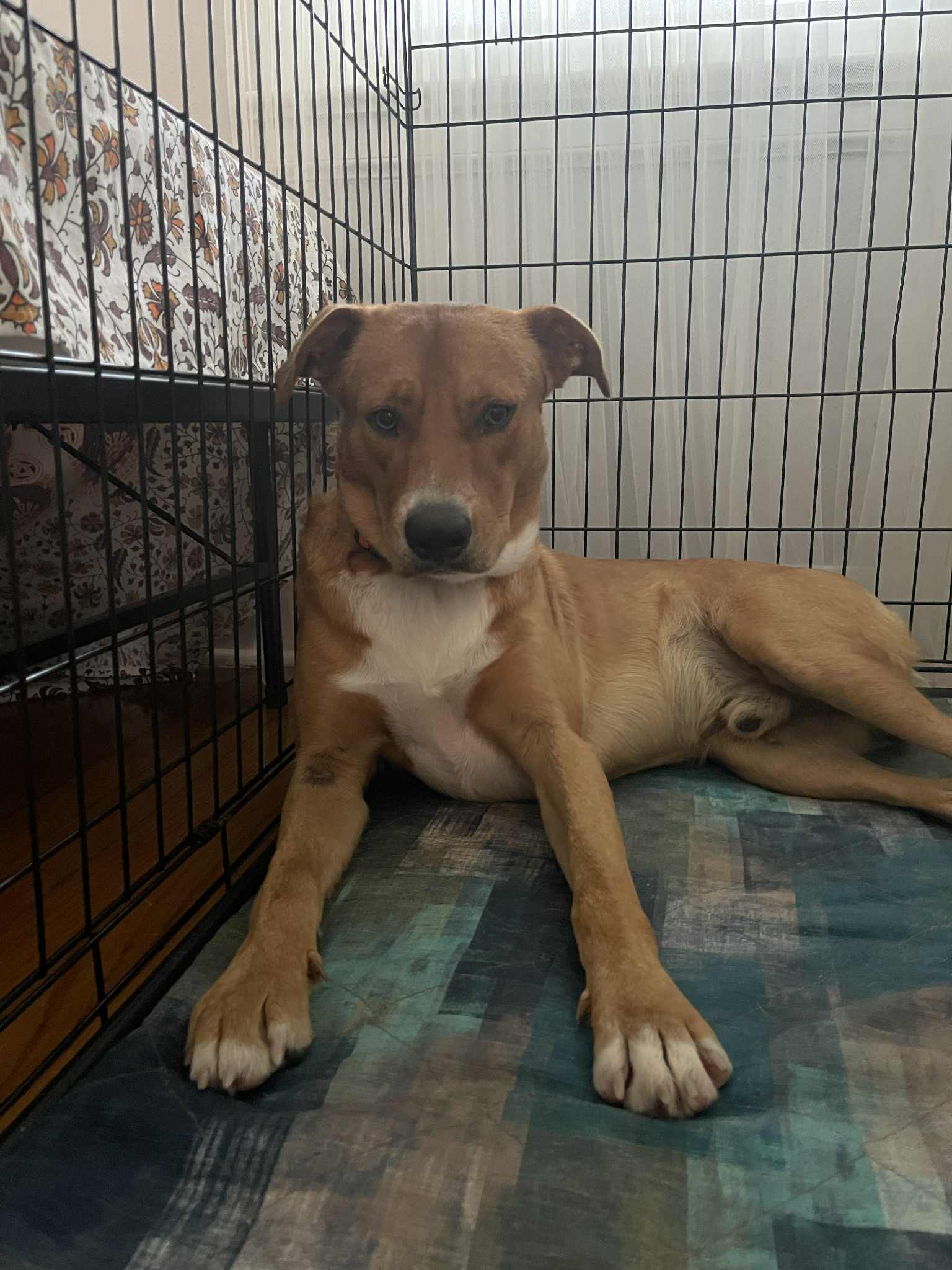 Diamante AKA Monte (Italian for Diamond), an adoptable McNab in Bradenton, FL, 34211 | Photo Image 1