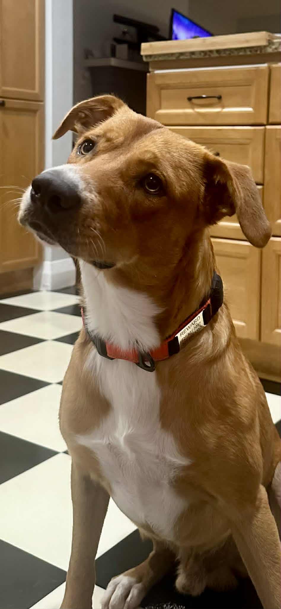 Diamante AKA Monte (Italian for Diamond), an adoptable McNab in Bradenton, FL, 34211 | Photo Image 2