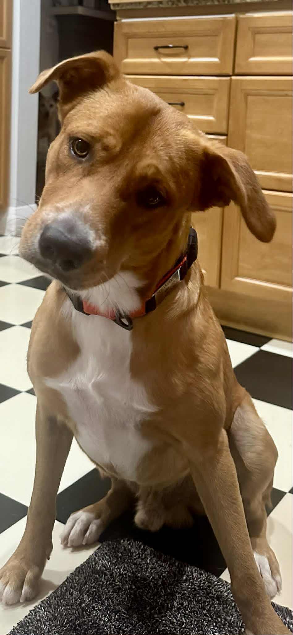 Diamante AKA Monte (Italian for Diamond), an adoptable McNab in Bradenton, FL, 34211 | Photo Image 3