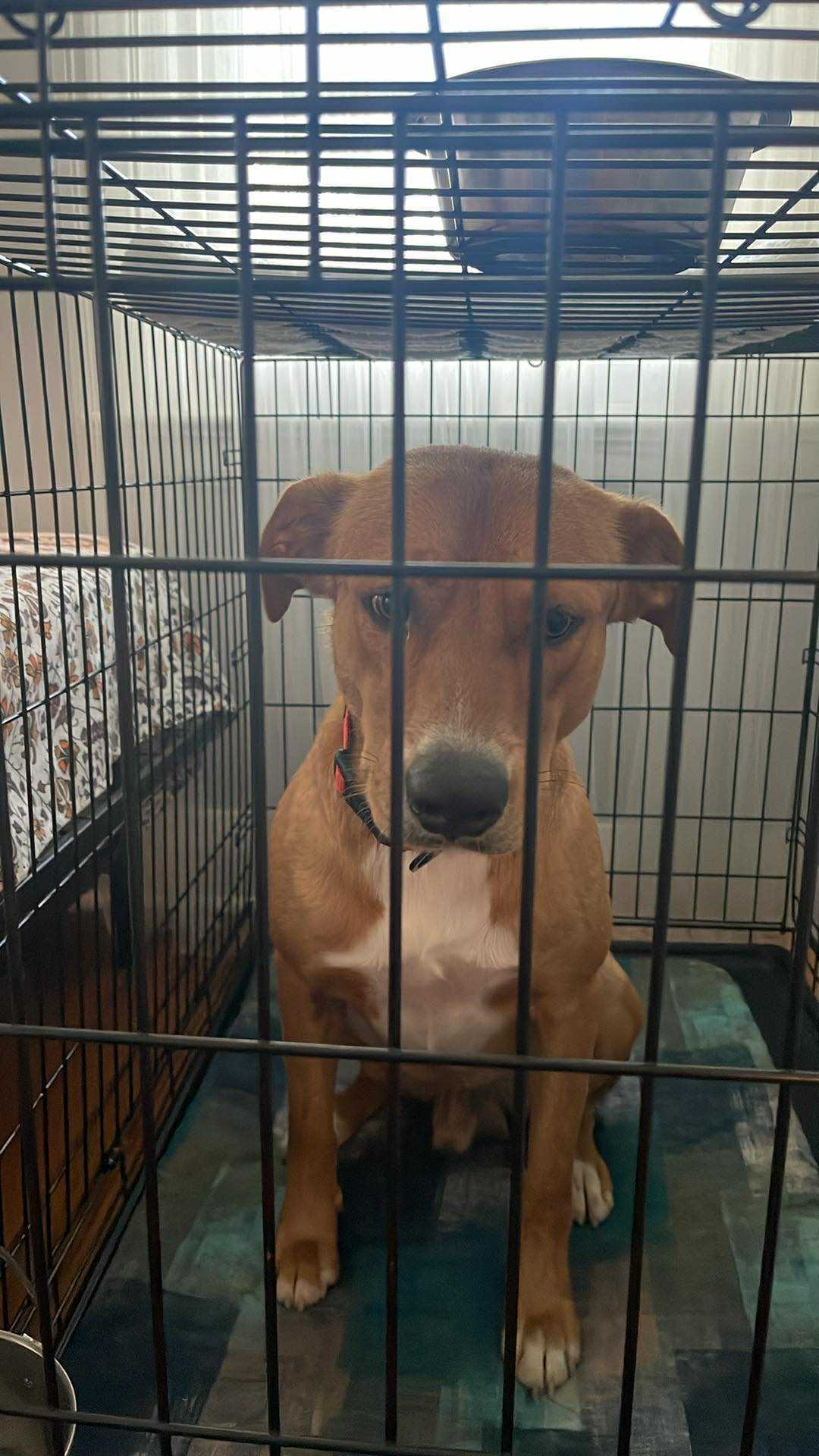 Diamante AKA Monte (Italian for Diamond), an adoptable McNab in Bradenton, FL, 34211 | Photo Image 4