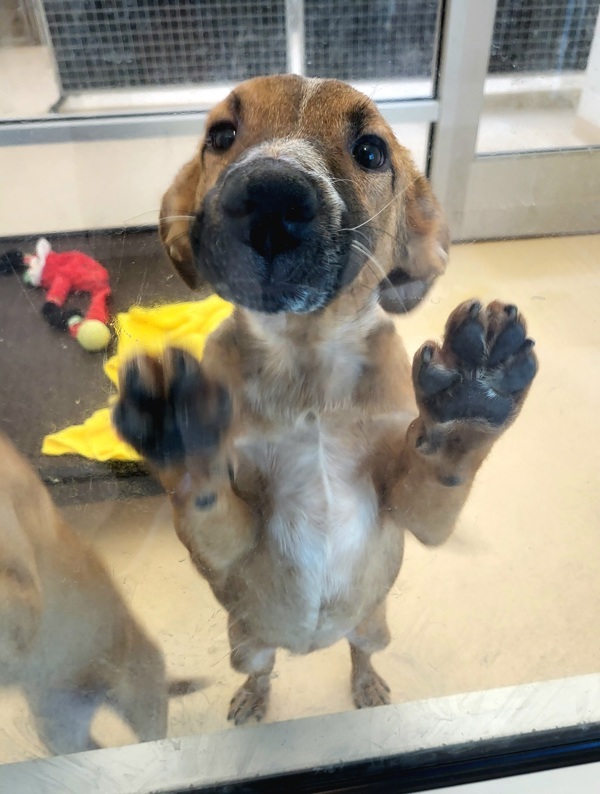 Photo of Baby Female Australian Cattle Dog / Blue Heeler 