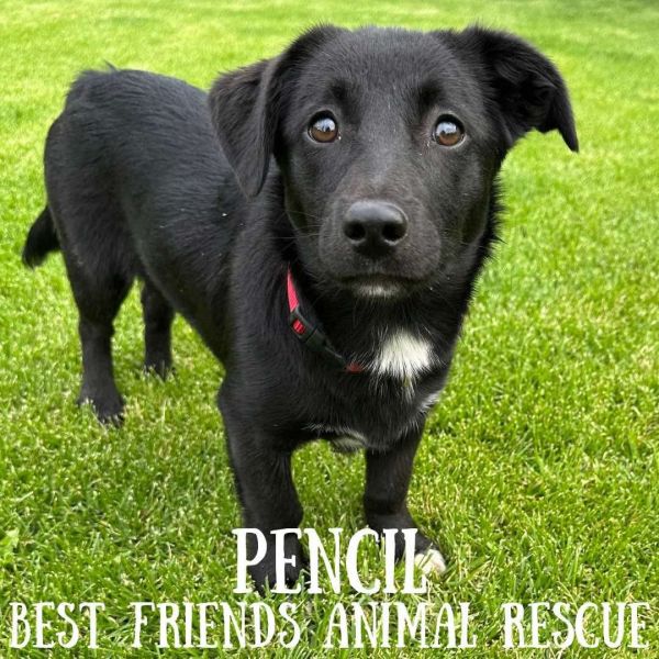 Pencil