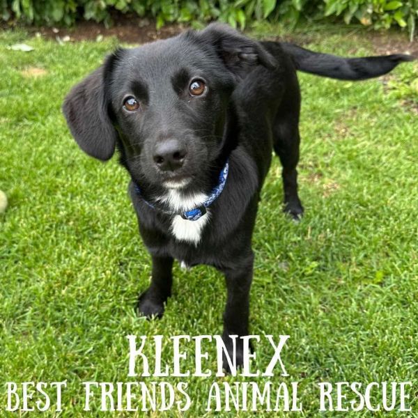 Kleenex
