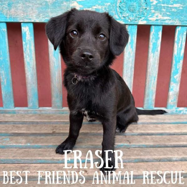 Eraser