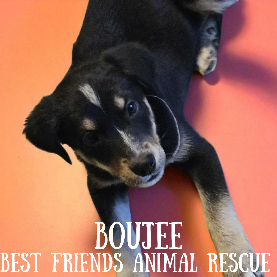 Boujee, an adoptable Husky, Australian Shepherd in Wasilla, AK, 99654 | Photo Image 1