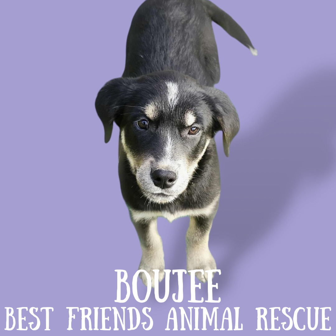 Boujee, an adoptable Husky, Australian Shepherd in Wasilla, AK, 99654 | Photo Image 2