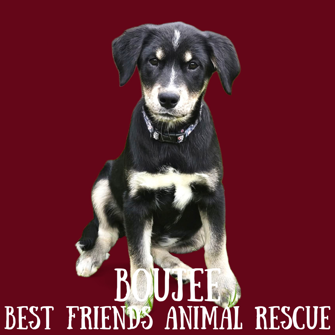 Boujee, an adoptable Husky, Australian Shepherd in Wasilla, AK, 99654 | Photo Image 3