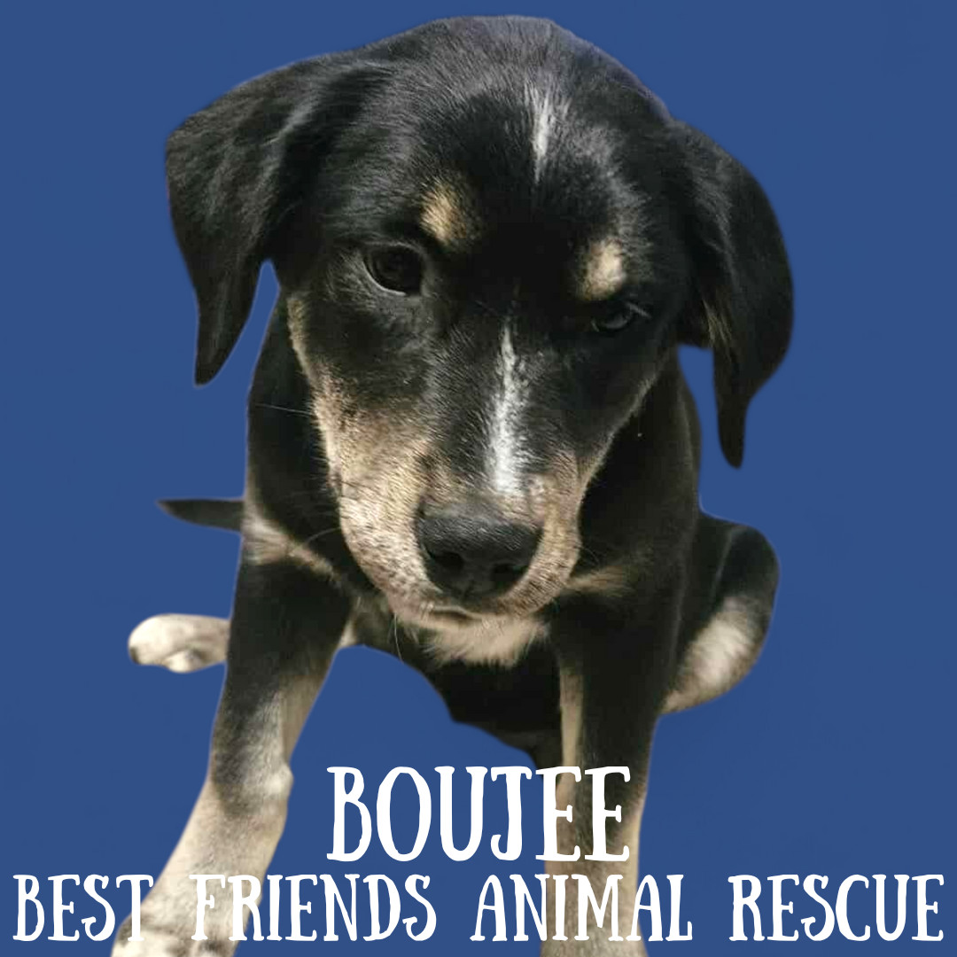 Boujee, an adoptable Husky, Australian Shepherd in Wasilla, AK, 99654 | Photo Image 6