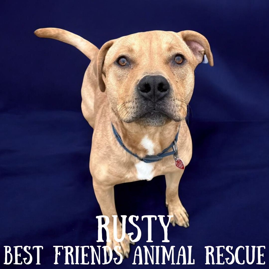 Rusty, an adoptable Pit Bull Terrier in Wasilla, AK, 99654 | Photo Image 1