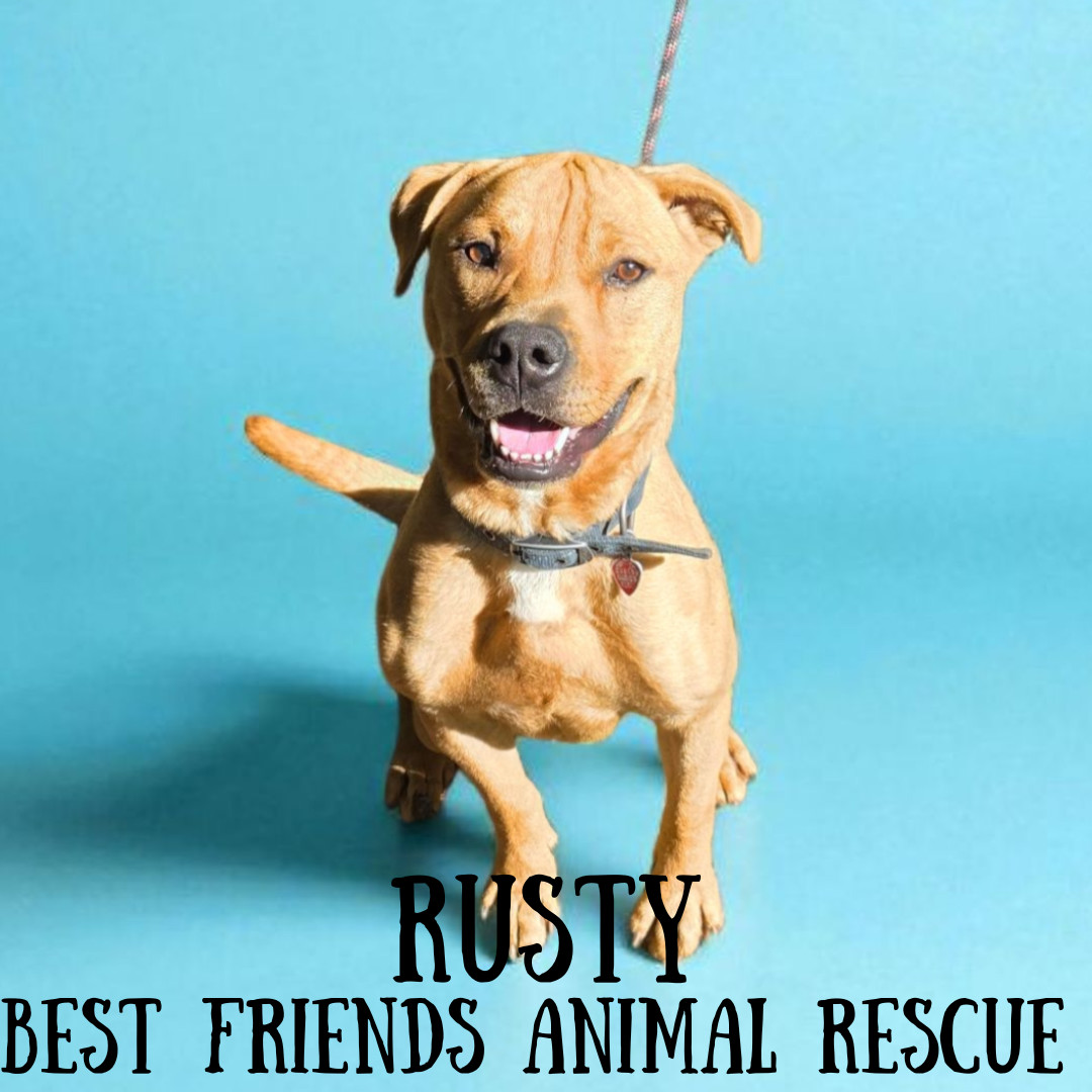 Rusty, an adoptable Pit Bull Terrier in Wasilla, AK, 99654 | Photo Image 2