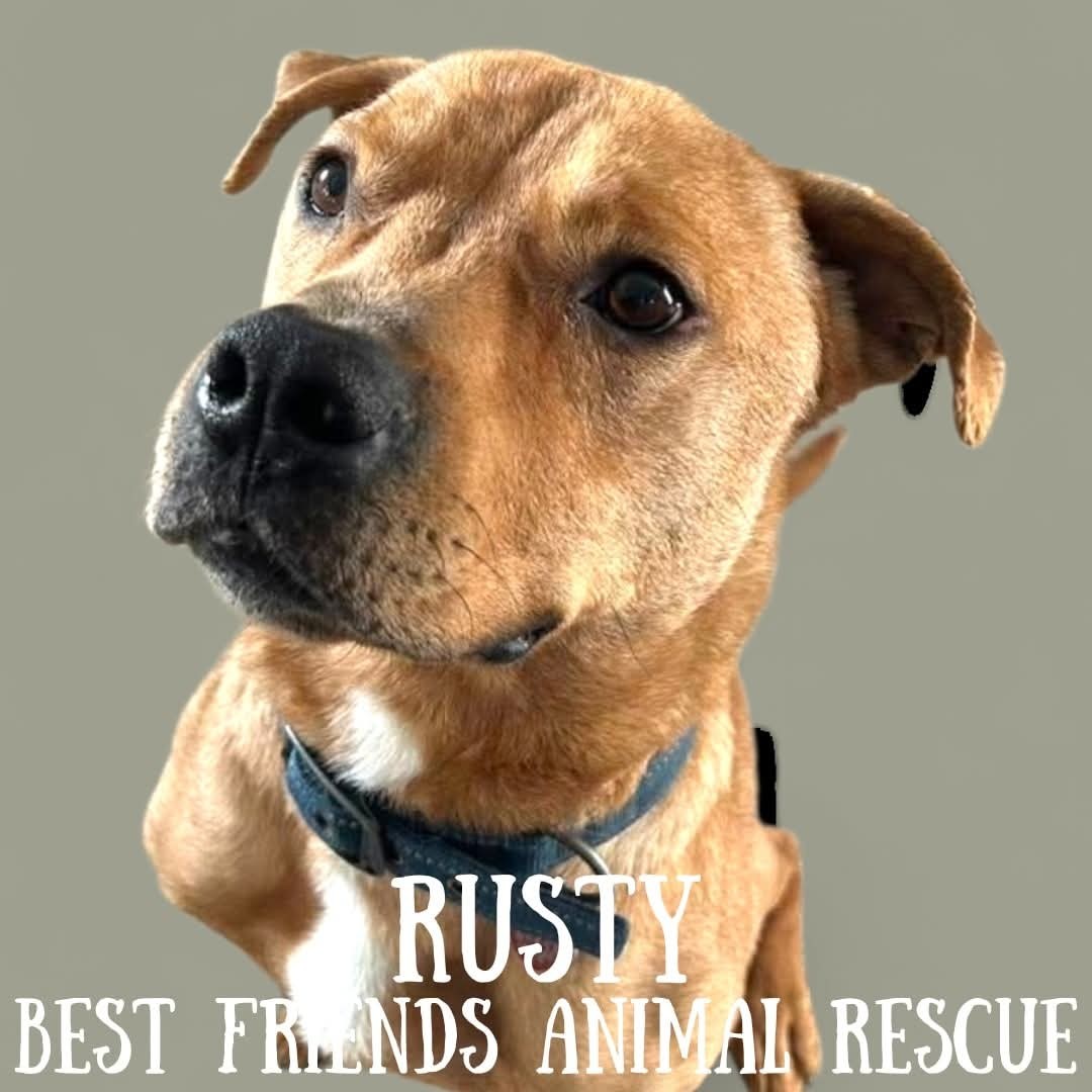 Rusty, an adoptable Pit Bull Terrier in Wasilla, AK, 99654 | Photo Image 3