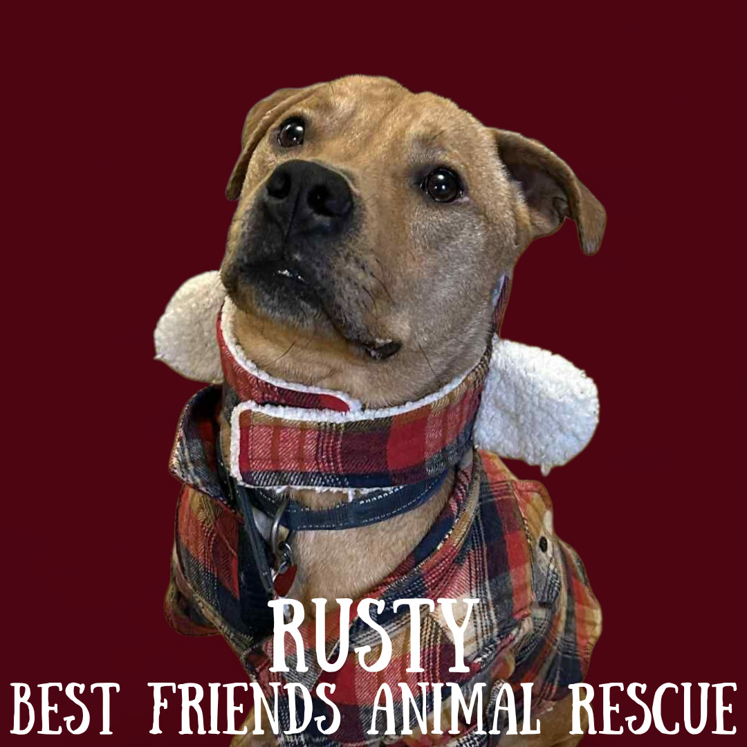 Rusty, an adoptable Pit Bull Terrier in Wasilla, AK, 99654 | Photo Image 4