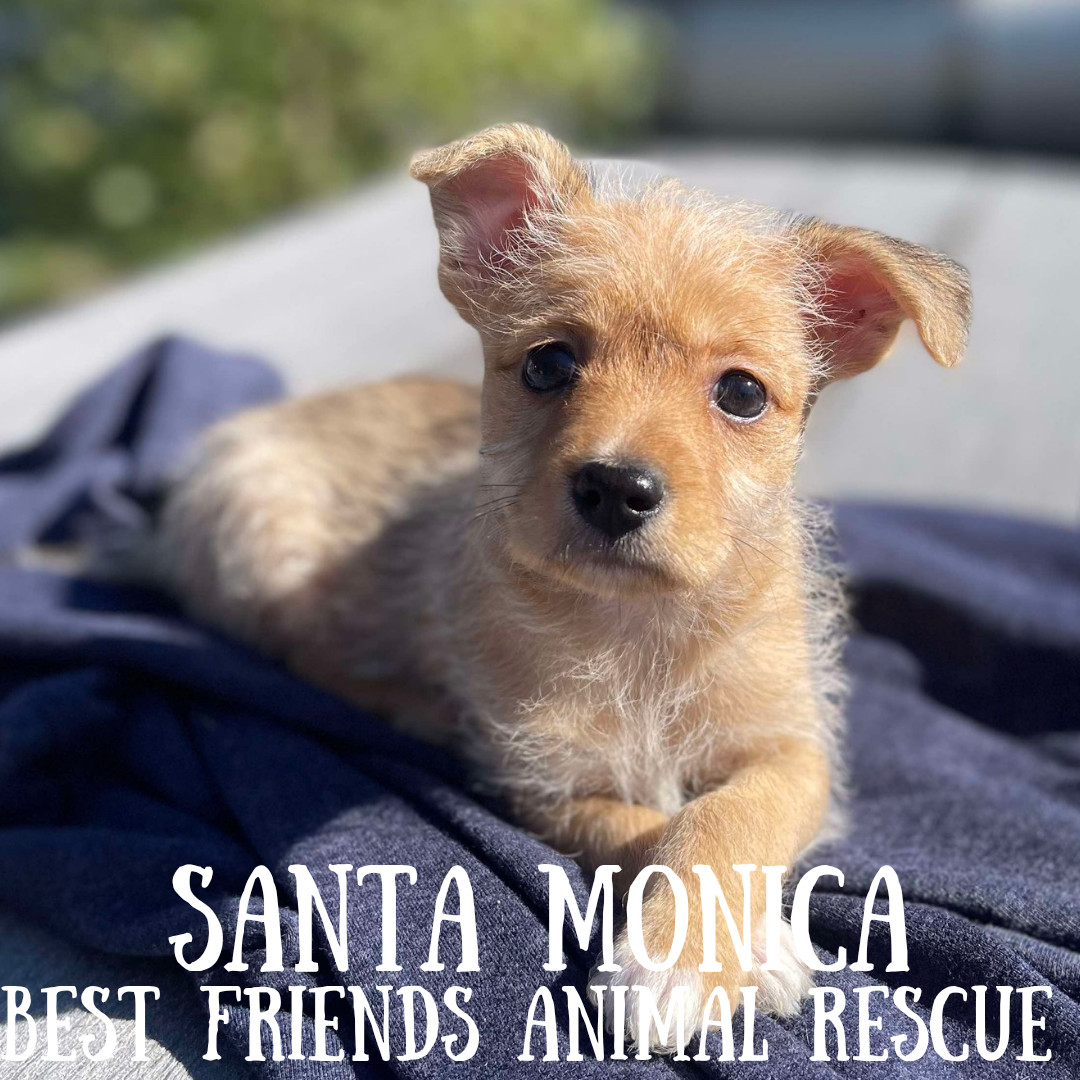 Santa Monica