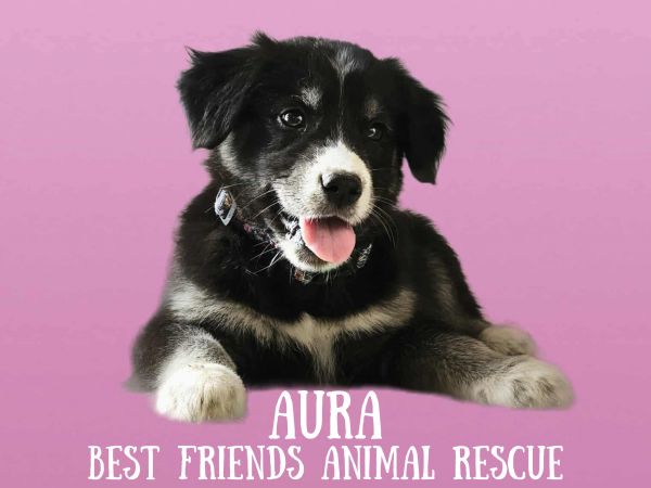 Aura