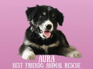 Aura