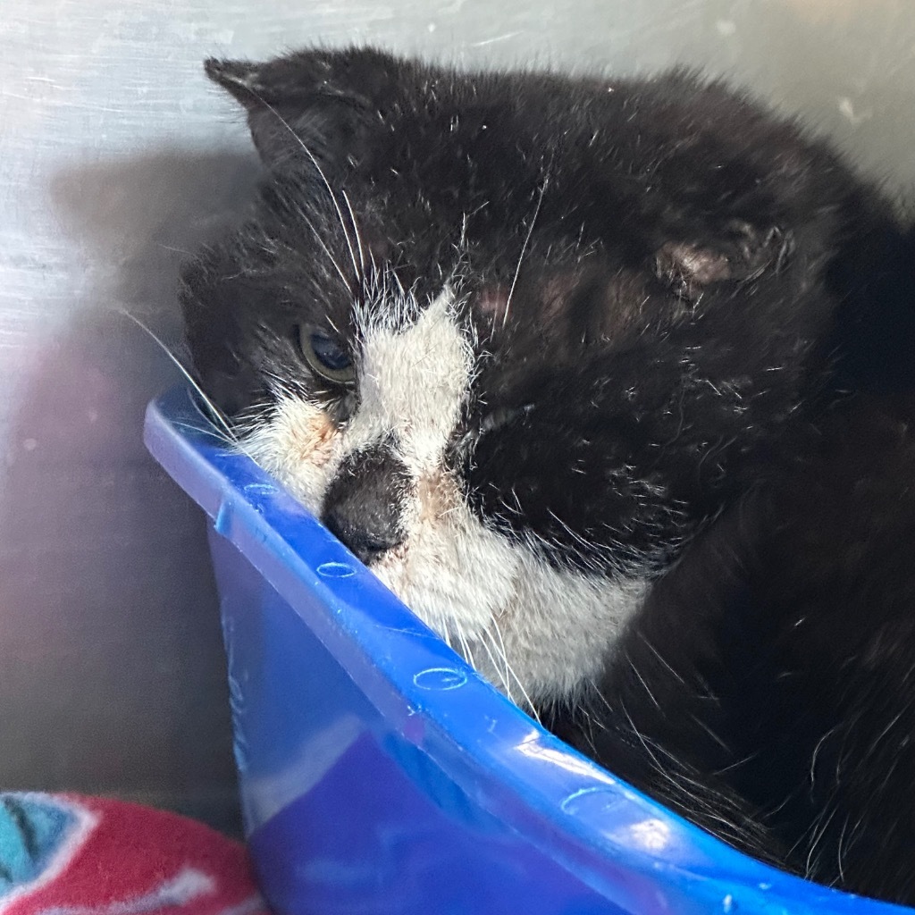 Ripley, an adoptable Domestic Short Hair in Virginia, MN, 55792 | Photo Image 1