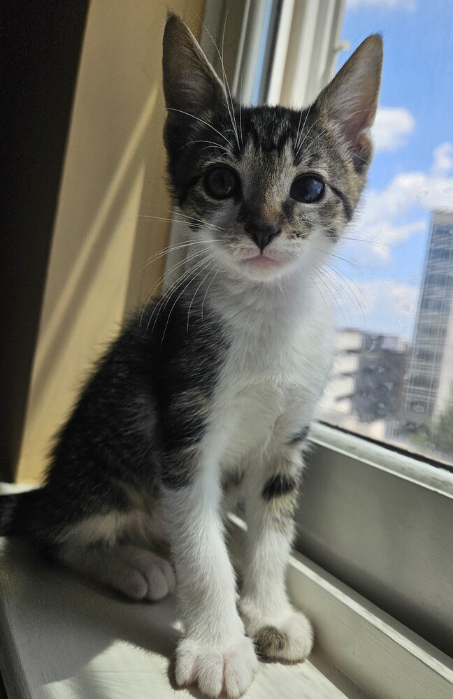 Paloma 4 (Sasha)