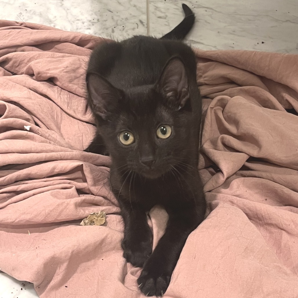 Angie, an adoptable Domestic Short Hair in Wichita, KS, 67208 | Photo Image 1