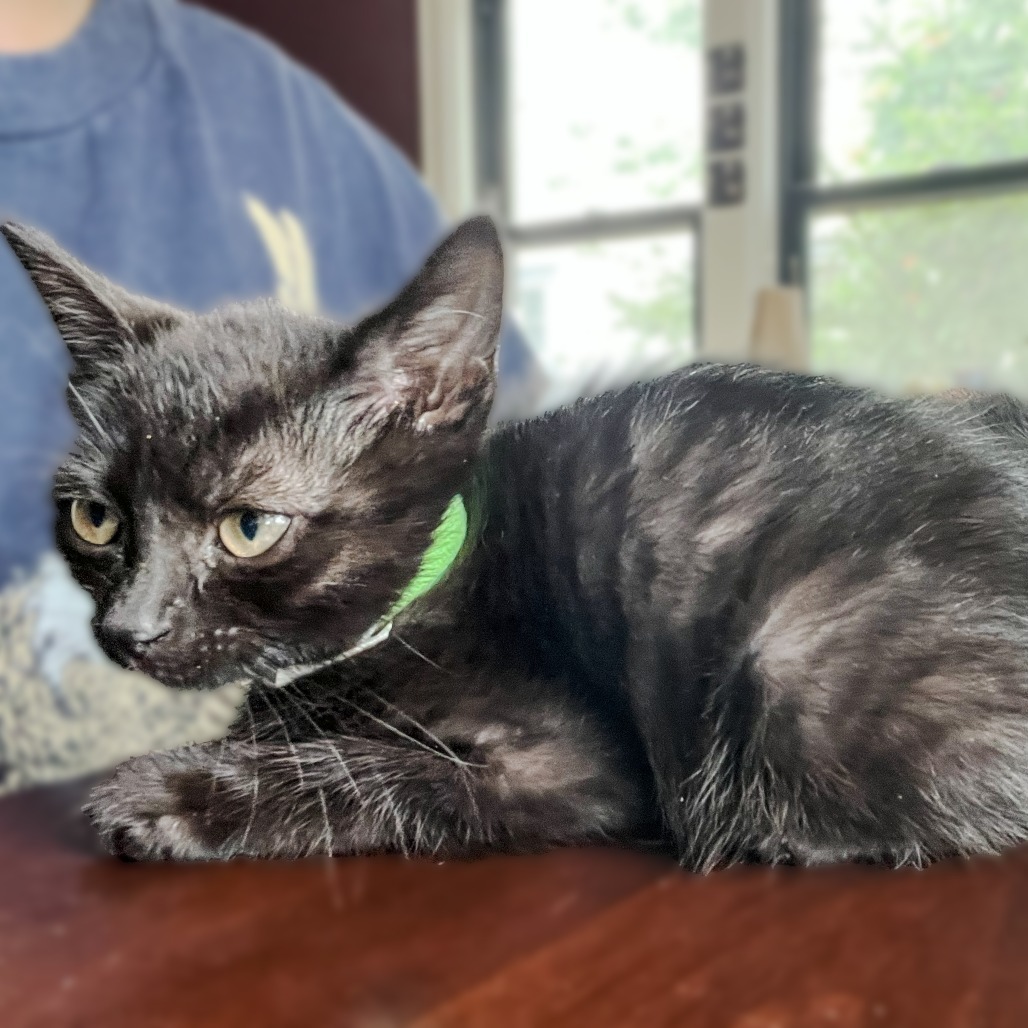 Angie, an adoptable Domestic Short Hair in Wichita, KS, 67208 | Photo Image 2