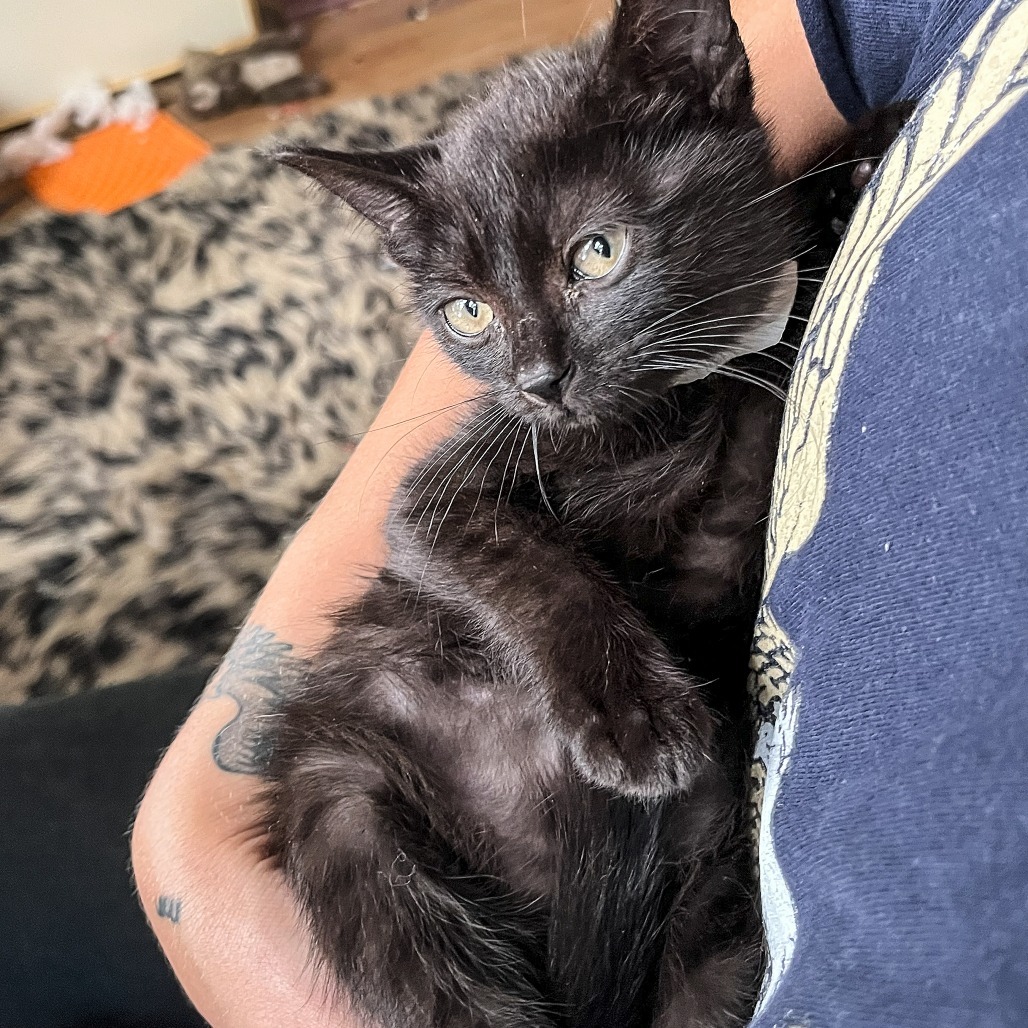 Angie, an adoptable Domestic Short Hair in Wichita, KS, 67208 | Photo Image 3