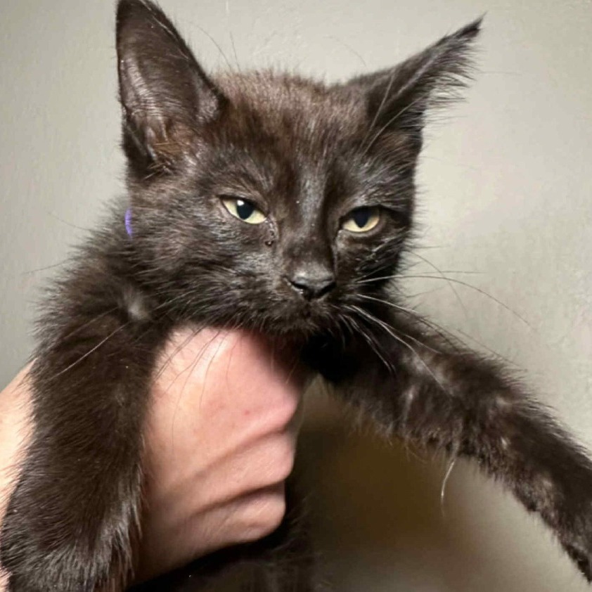 Angie, an adoptable Domestic Short Hair in Wichita, KS, 67208 | Photo Image 4