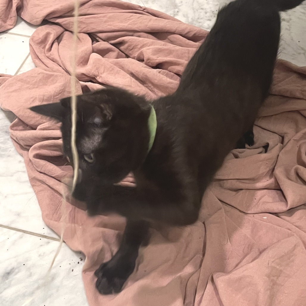 Angie, an adoptable Domestic Short Hair in Wichita, KS, 67208 | Photo Image 5