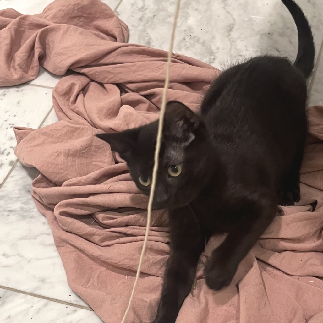 Angie, an adoptable Domestic Short Hair in Wichita, KS, 67208 | Photo Image 6