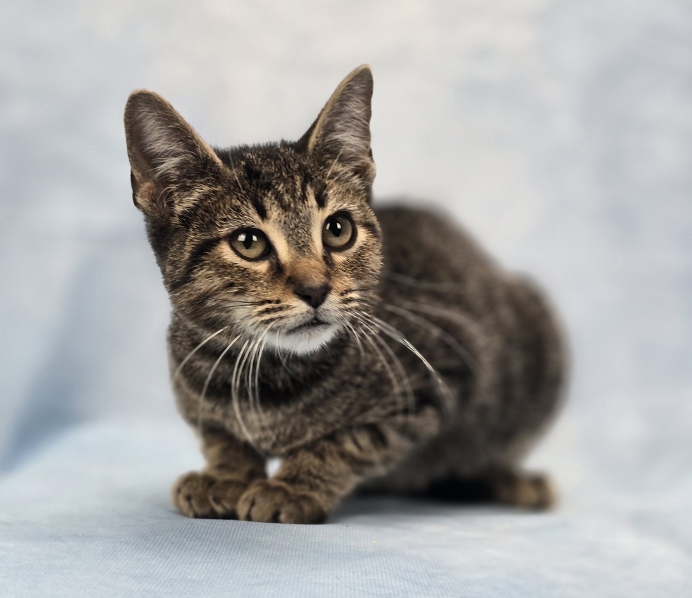 Nips, an adoptable Domestic Short Hair in Sedalia, CO, 80135 | Photo Image 1