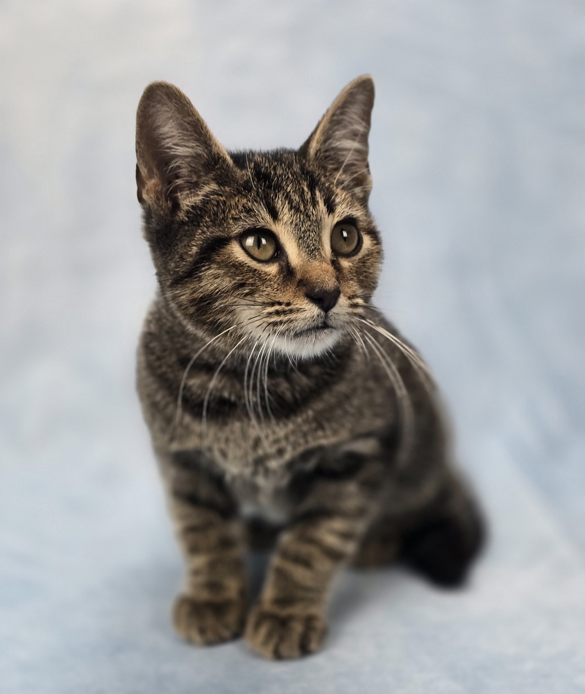 Nips, an adoptable Domestic Short Hair in Sedalia, CO, 80135 | Photo Image 2