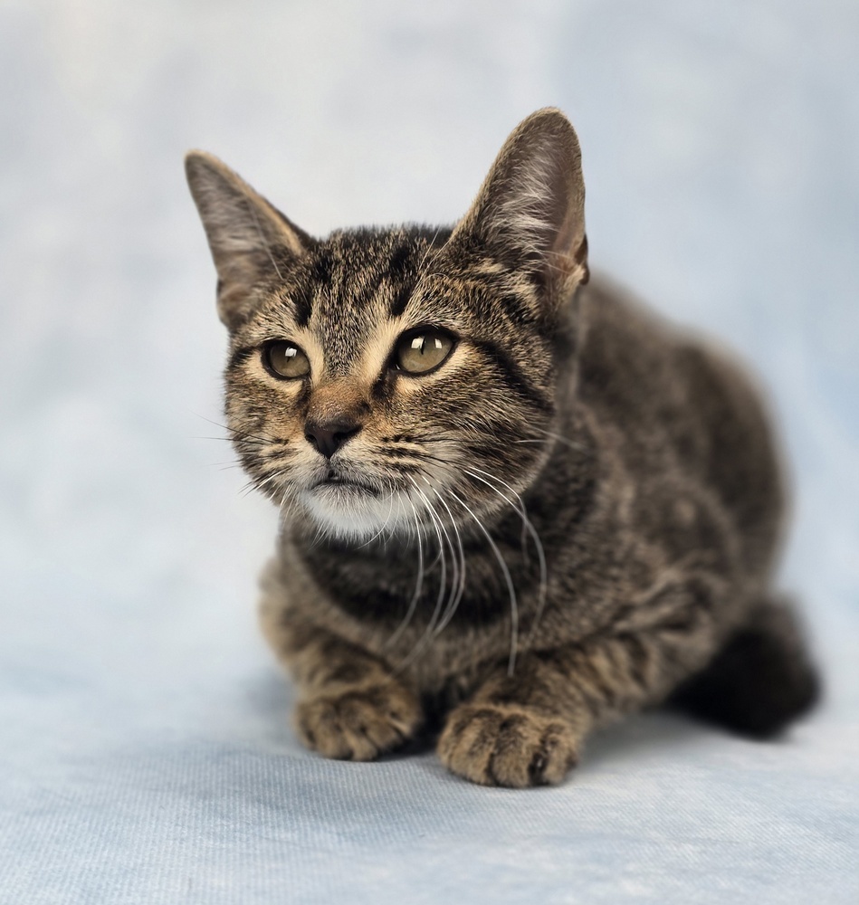 Nips, an adoptable Domestic Short Hair in Sedalia, CO, 80135 | Photo Image 3