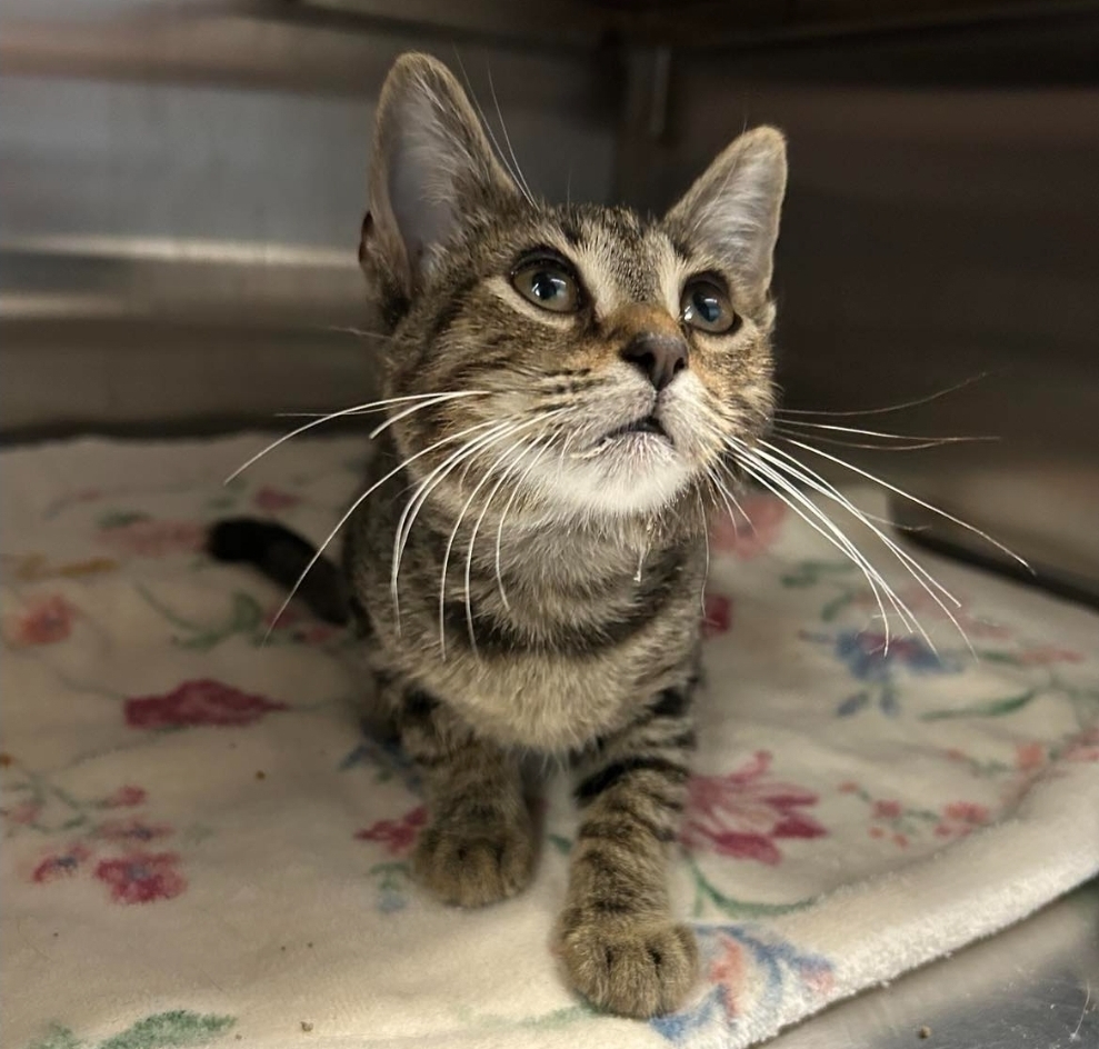 Nips, an adoptable Domestic Short Hair in Sedalia, CO, 80135 | Photo Image 4