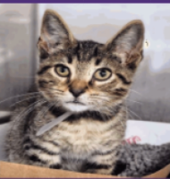 Nips, an adoptable Domestic Short Hair in Sedalia, CO, 80135 | Photo Image 5