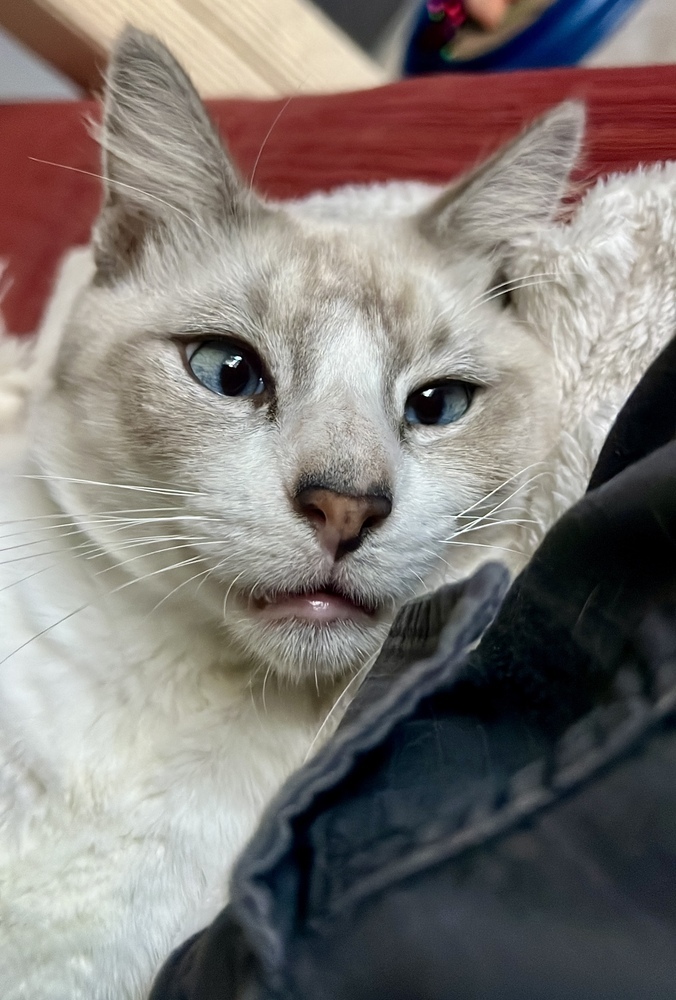 Gustavo