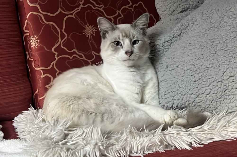 Gustavo
