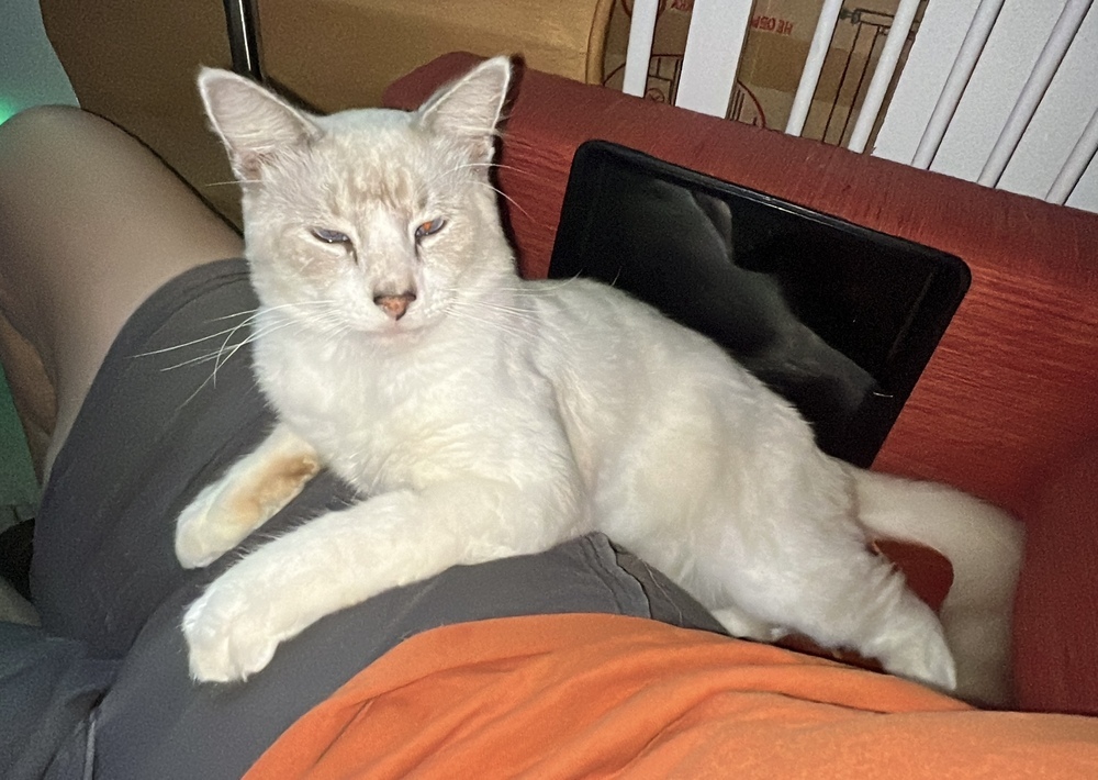 Gustavo