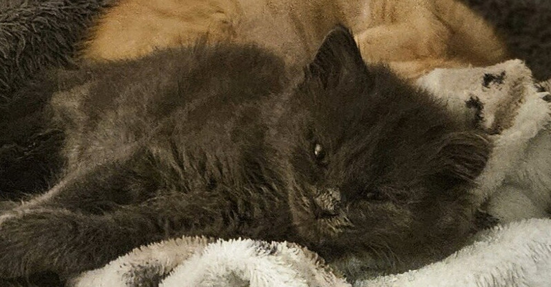 Nikita