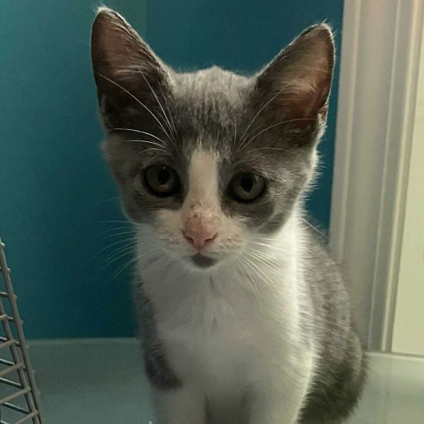 Gigi